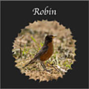 Robin Art Print