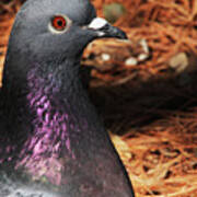 Rock Dove Upclose Art Print