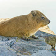 Rock Hyrax On Table Mountain Cape Town South Africa Art Print