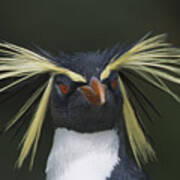 Rockhopper Penguin Eudyptes Chrysocome Art Print