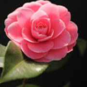 Romantic Camellia Art Print
