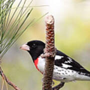 Rose Breasted Grosbeak Birds Art Print