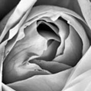 Rose Elegance In Monochrome Art Print