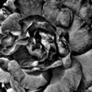 Rose In Black And White Art Print