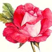 Rose Art Print