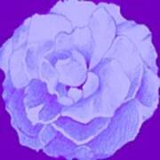 Rose On Purple Art Print