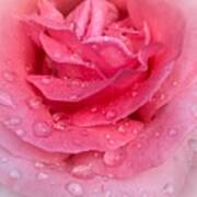 Rose Rain Art Print