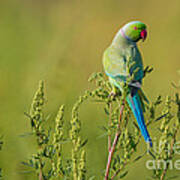 Rose-ringed Parakeet, India Art Print