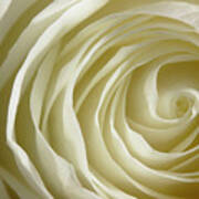 Rose Series 4 White Art Print