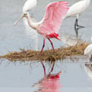 Roseate Spoonbill Flapping Wing While Looking For Food Art Print