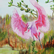 Roseate Spoonbill Art Print