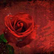 Roses Are Still Red Art Print