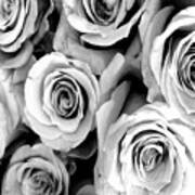 Roses - Black And White Art Print