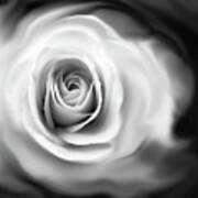 Rose's Whisper Black And White Art Print