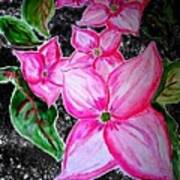 Rosy Teacups Dogwood Tree Blossoms  At Night Art Print