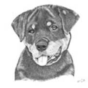 Rottweiler Puppy- Chloe Art Print