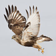 Rough Legged Hawk Hunting Art Print