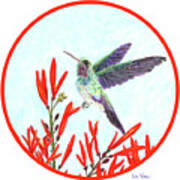 Round Hummingbird In Opening Art Print