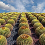 Rows Of Cacti Up Hill.jpg Art Print