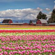 Rows Of Colorful Tulips At The Farm Art Print