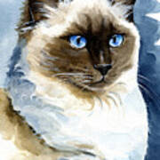 Roxy - Ragdoll Cat Portrait Art Print