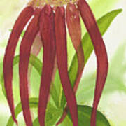 Roys Coolest Bulbophylum Orchid Ever Art Print
