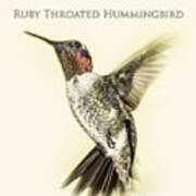 Ruby Throated Hummingbird Art Print