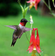 Ruby-throated Hummingbird  Looking For Food Art Print