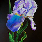 Ruffled Iris Art Print