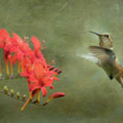 Rufous Hummingbird And Crocosmia Art Print