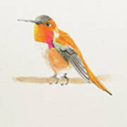 Rufous Hummingbird Art Print