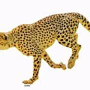 Running Cheetah 2 Art Print