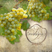 Rustic Vineyard - Chardonnay White Wine Grapes Vintage Style Art Print