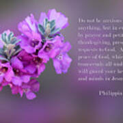 Sage Blossoms Philippians 4 Vs 6-7 Art Print