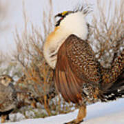 Sage Grouse Strut Art Print