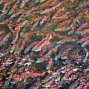 Salmon So Thick You Can Walk On Them Art Print