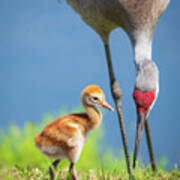 Sandhill Crane Baby Art Print