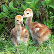 Sandhill Crane Chicks 001 Art Print