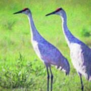 Sandhill Crane Couple Art Print