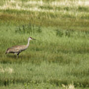 Sandhill Crane In A Field Of Greens And Yellows, No. 1 Art Print