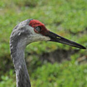 Sandhill Crane Art Print