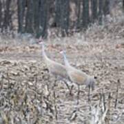 Sandhill Cranes 1171 Art Print