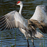 Sandhill Crane Wingstretch Art Print