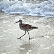 Sandpiper Escaping The Waves Art Print