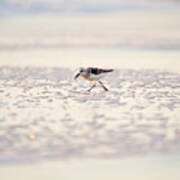 Sandpiper Wave Art Print