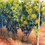 Sangiovese Vines, Near Montepulciano Art Print