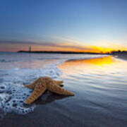 Santa Cruz Starfish Art Print