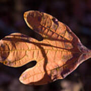 Sassafras Leaf In Evening Sun Art Print