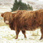 Scottish Red Highland Cow In Winter Art Print