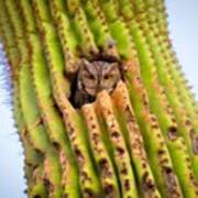 Screech Owl In Saguaro Art Print